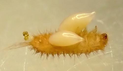 Laelius sp.